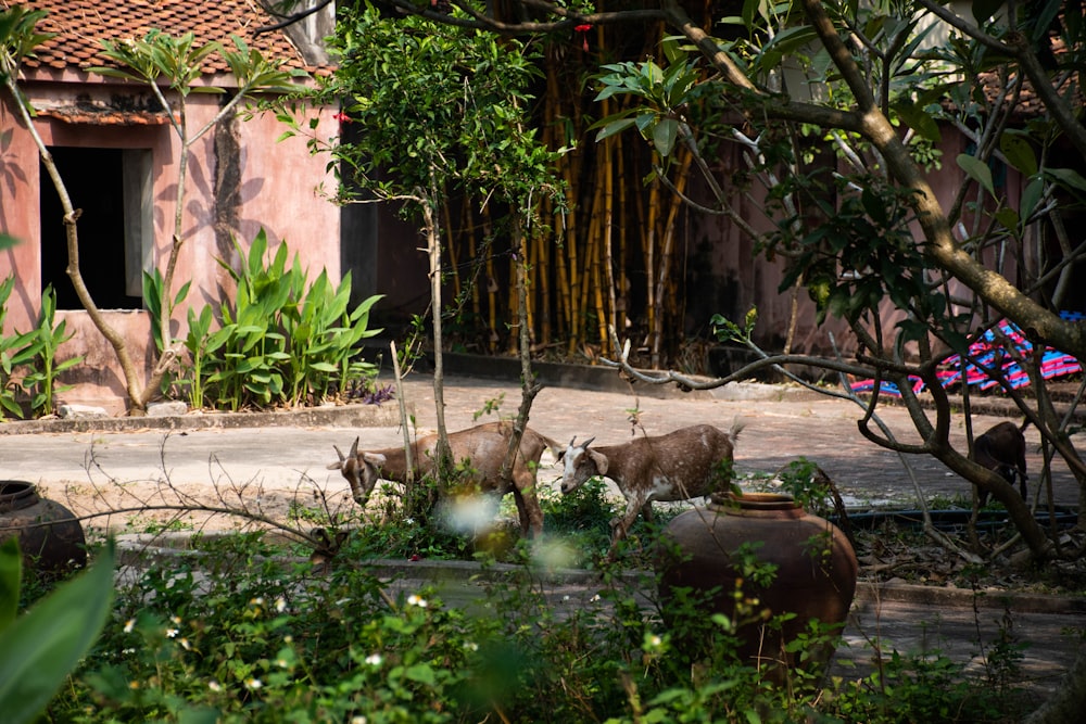 Dos cabras cerca de los árboles