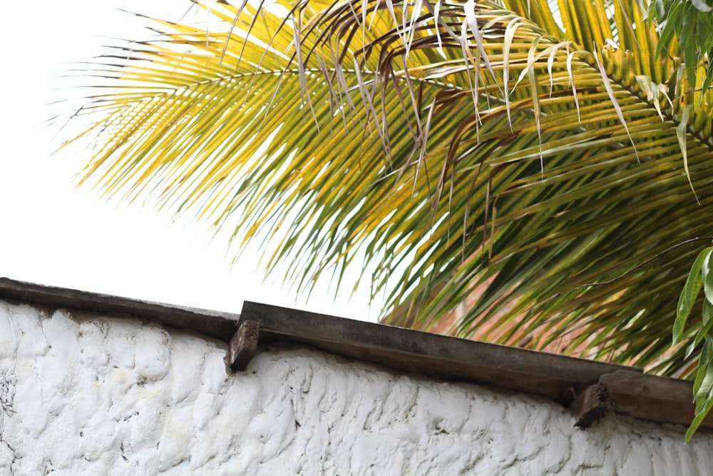 coconut tree beside house at daytime