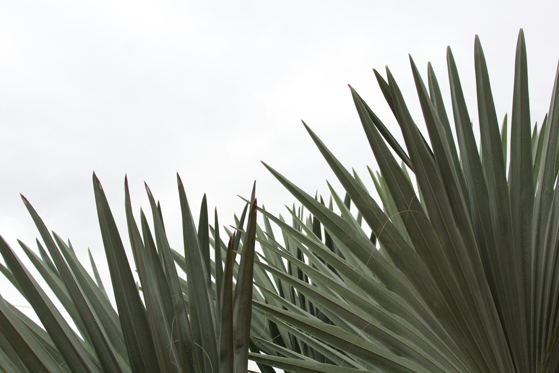 green-leafed plant under white sky