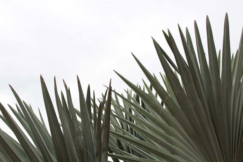 green-leafed plant under white sky