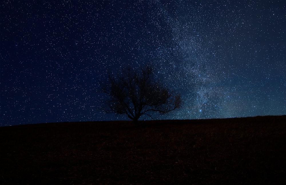 silhouette of trees during nighttime