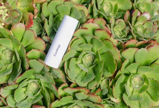 Curology on succulents plants