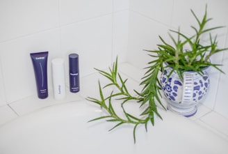 green leafed plant with skincare products