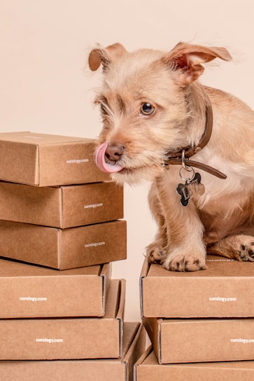 A cheerful small dog eagerly sniffing a colorful box of nutritious dog food and vitamins.