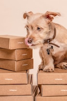 A small dog with light brown fur is licking its nose while sitting on multiple stacked cardboard boxes. The dog wears a collar with a tag shaped like a bone. The boxes are labeled with the text 'curology.com'.