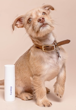 A small, light-brown dog with a fluffy coat and curious expression sits upright. It wears a brown leather collar, and next to it is a white bottle with the text 'Curology' on it. The background is a soft beige color.