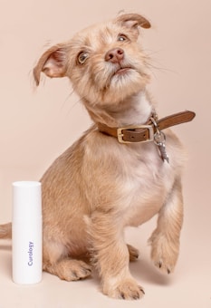 A small, light-brown dog with a fluffy coat and curious expression sits upright. It wears a brown leather collar, and next to it is a white bottle with the text 'Curology' on it. The background is a soft beige color.