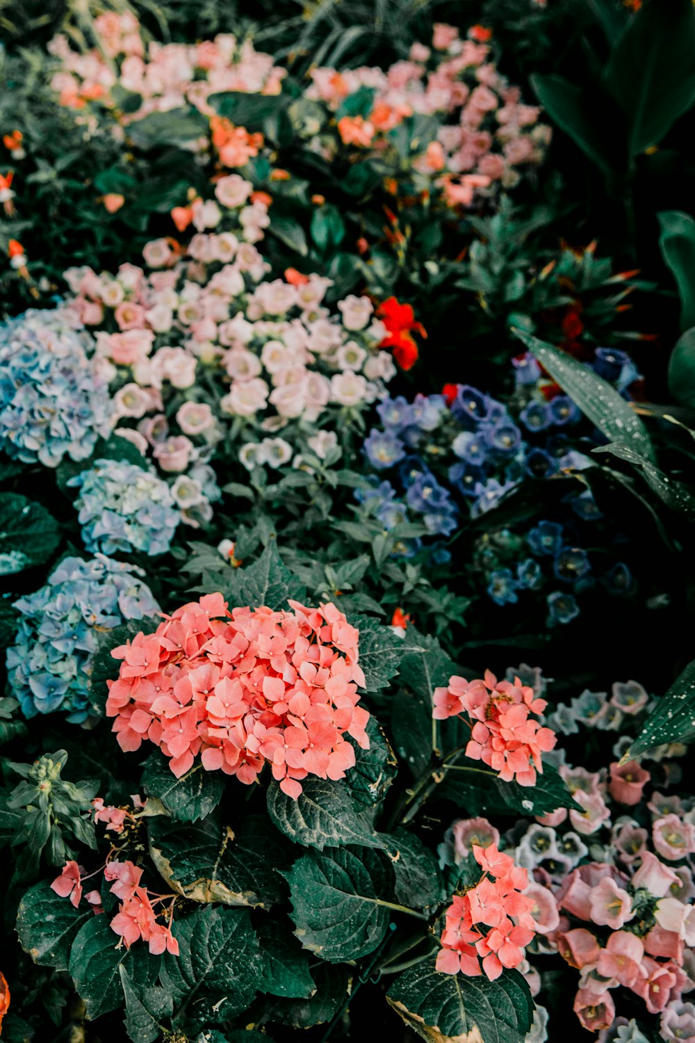 blue and pink hydrangeas