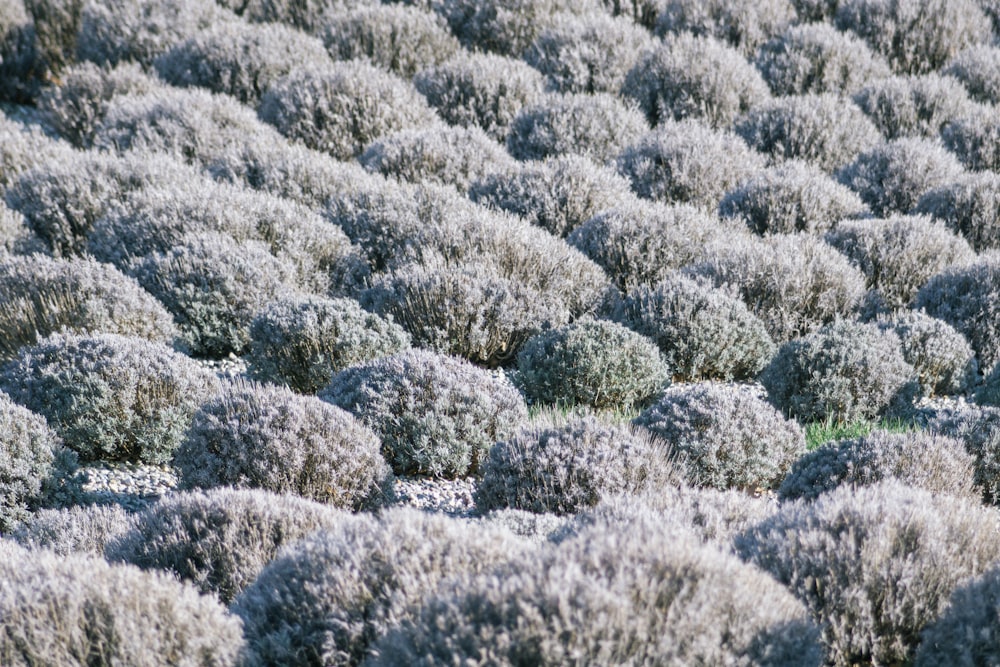 a field full of trees covered in snow