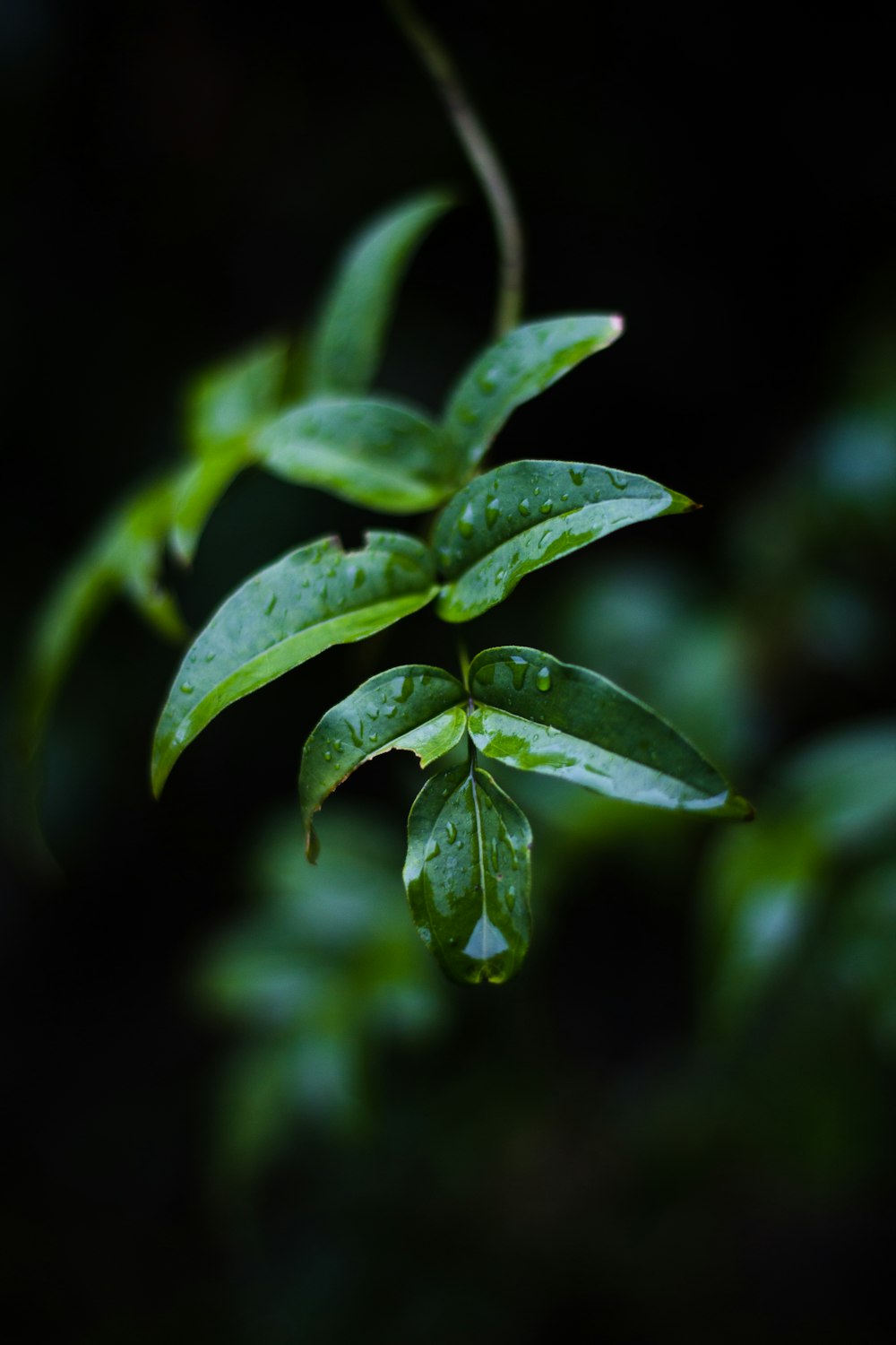 selective focus photography of green plant