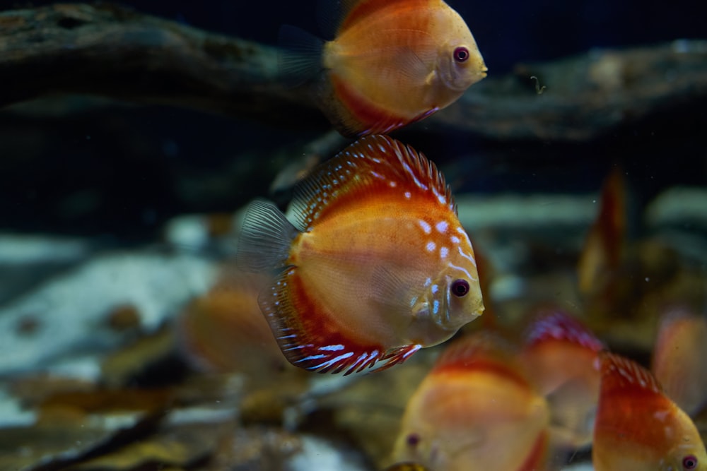 orange discus fish