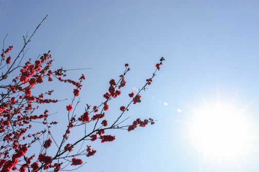 Golden flowers blooming under a clear sky representing unexpected rewards.