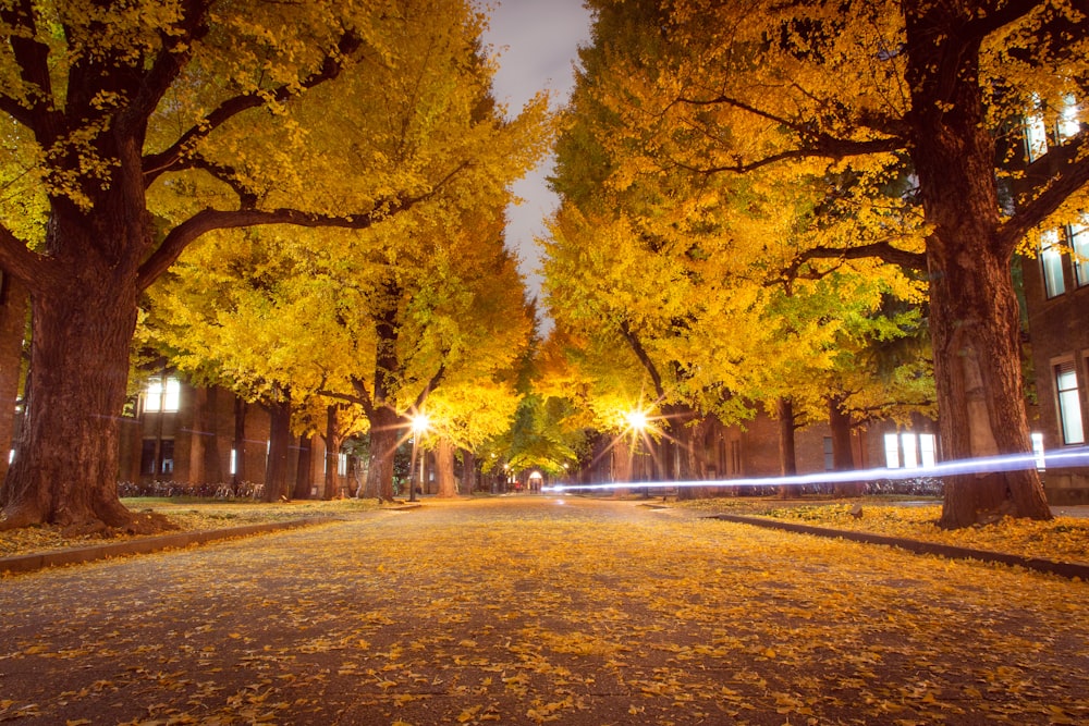 Gelbe Blätter auf der Straße zwischen Bäumen