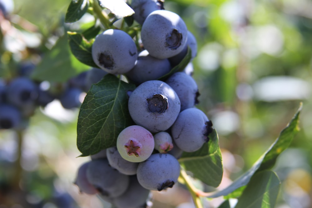 close-up photo of purple fruits