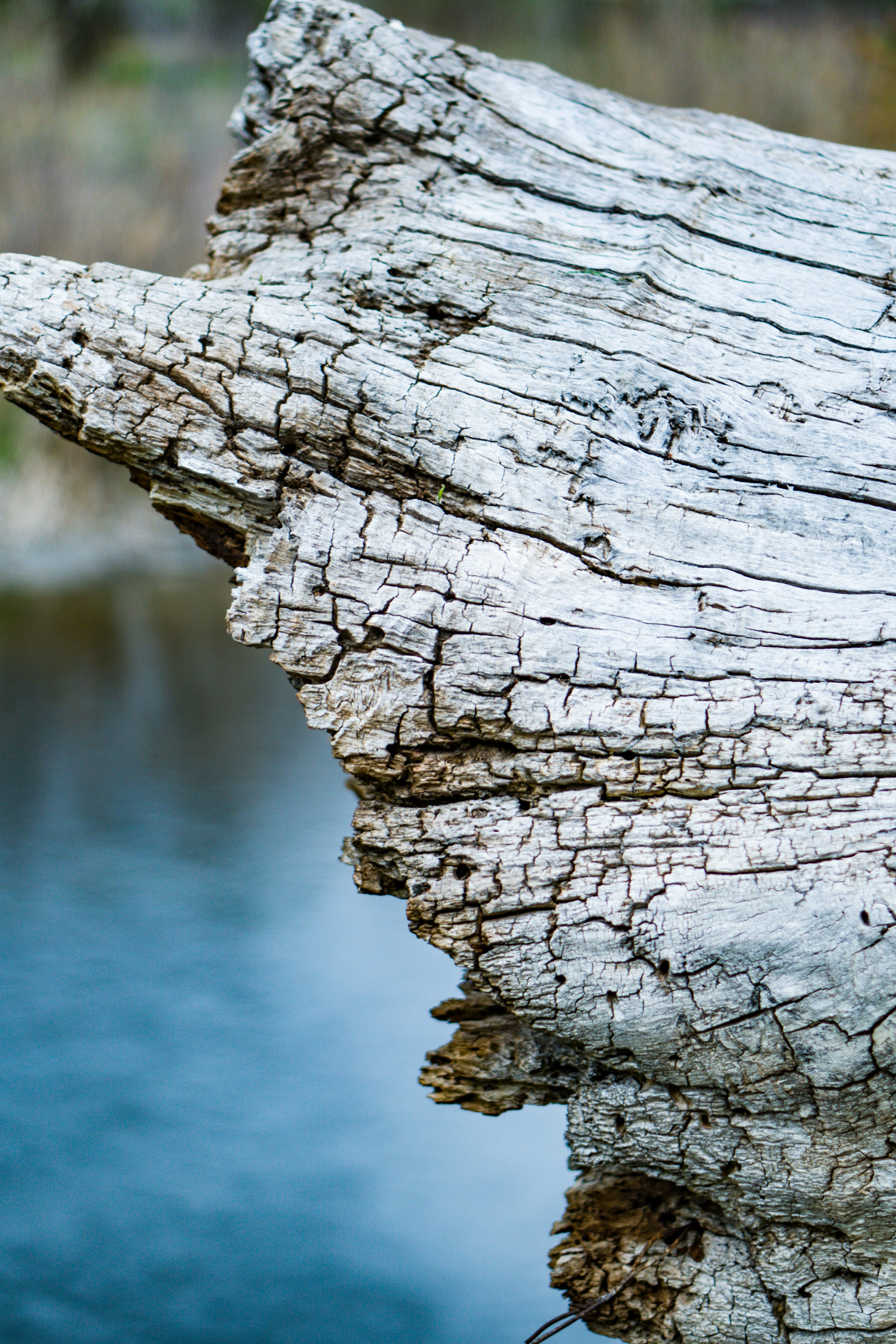 wood trunk above water at daytime