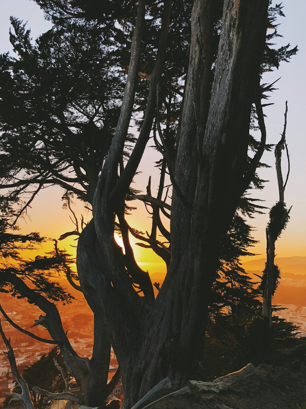 gray tree on mountain under golden hour