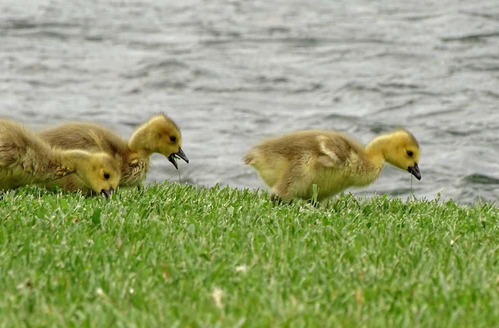 yellow ducklings walking on green grass near body of water during daytime