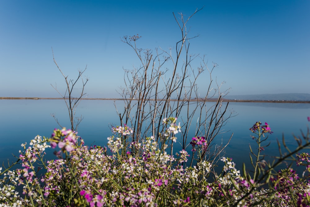 white-flowering plant