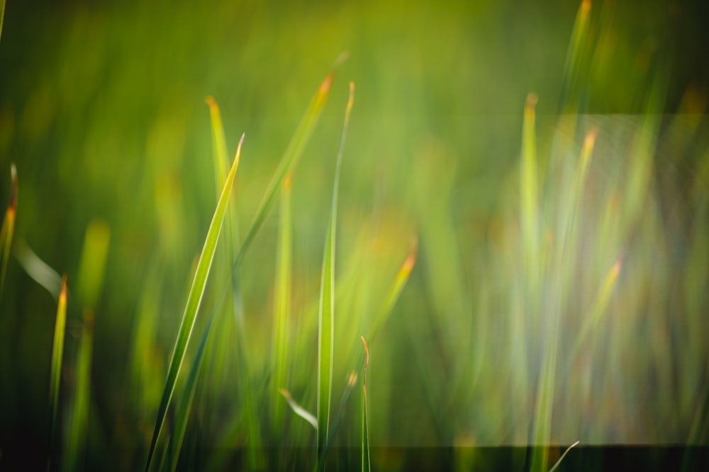 Une photo floue d’herbe au soleil