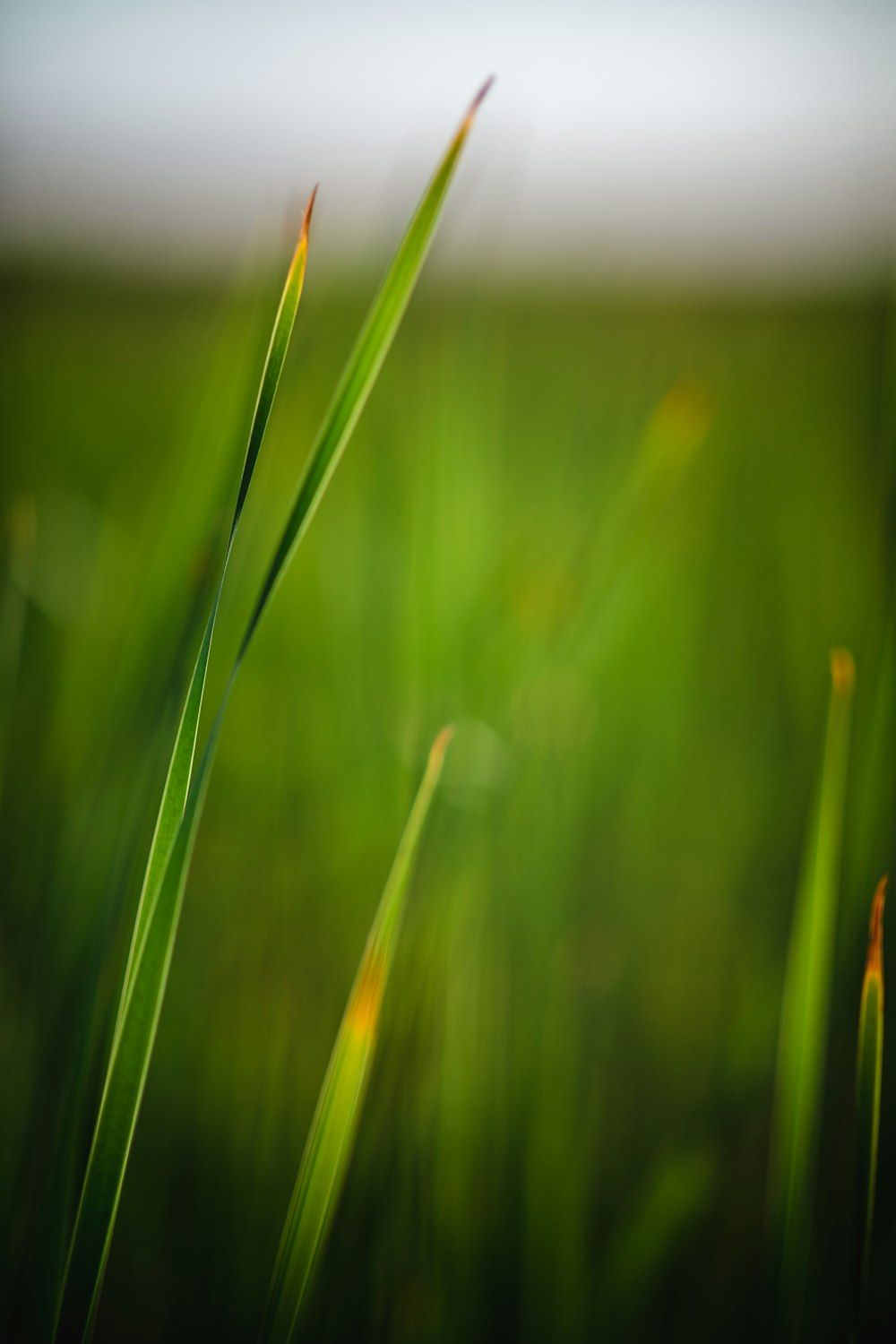 a blurry photo of some green grass