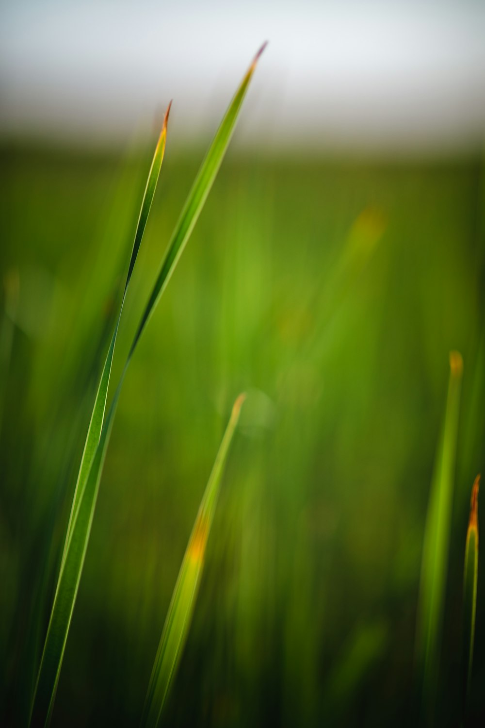 uma foto desfocada de alguma grama verde