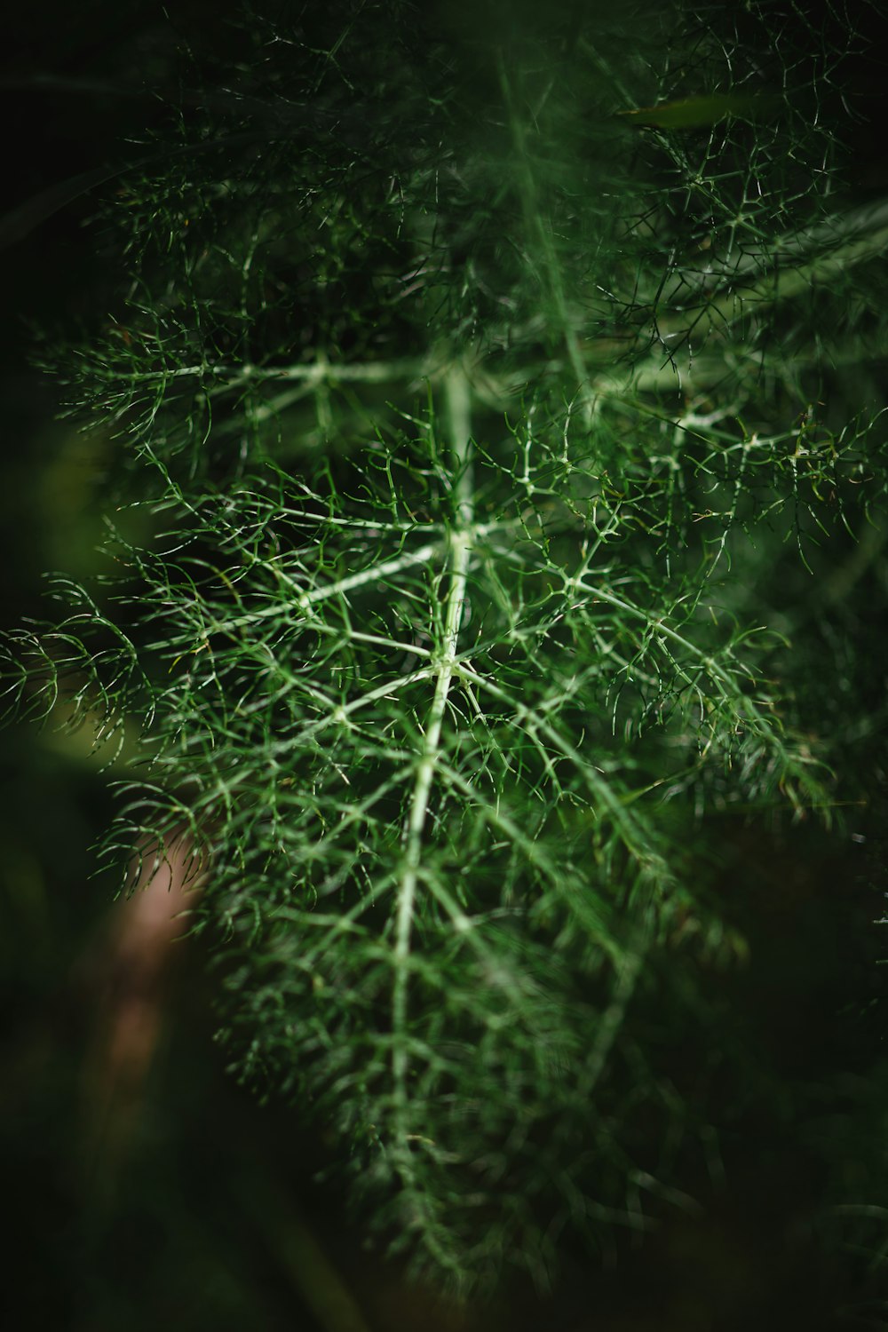 Foto mit flachem Fokus von grünen Blättern