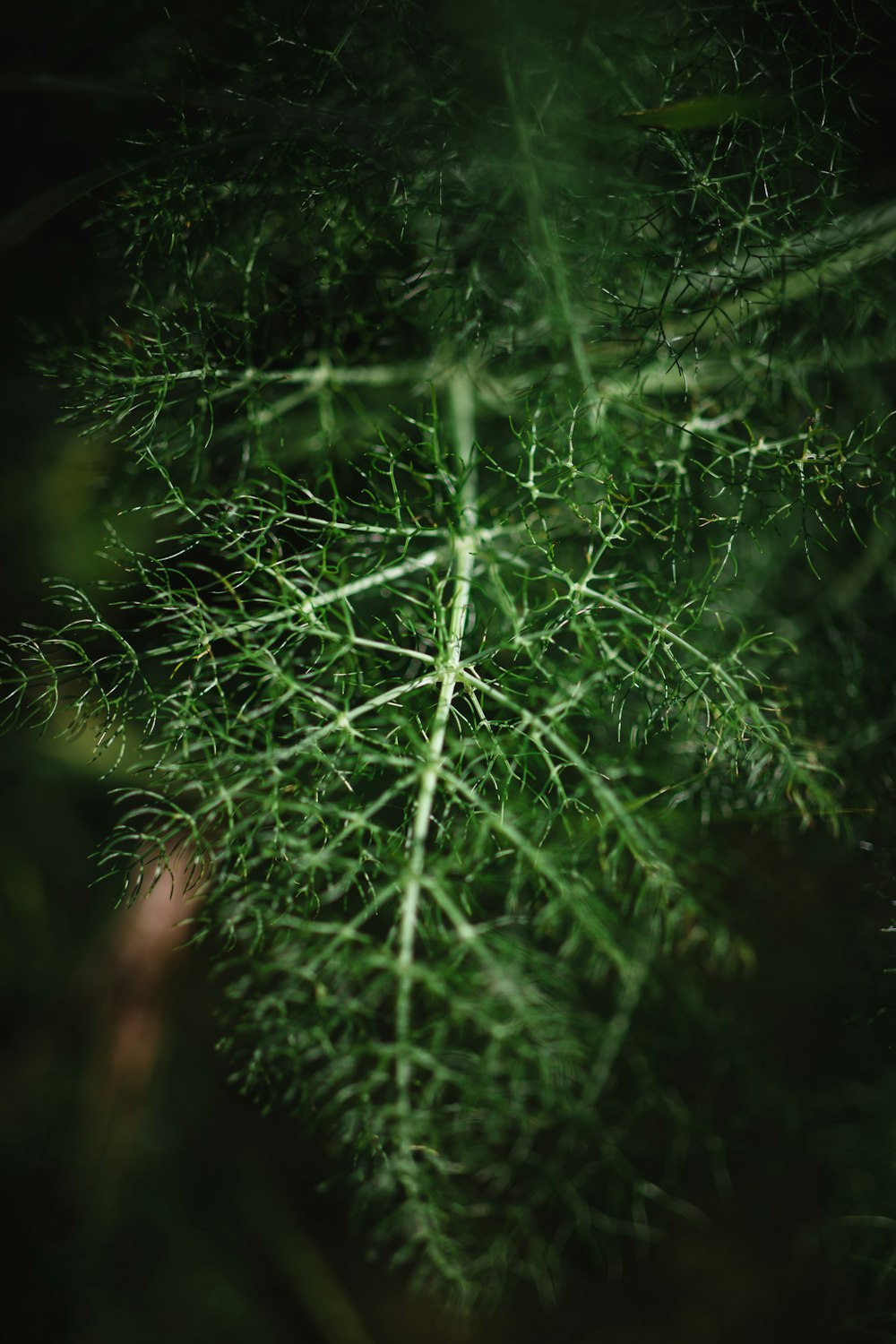 foto de foco raso de folhas verdes