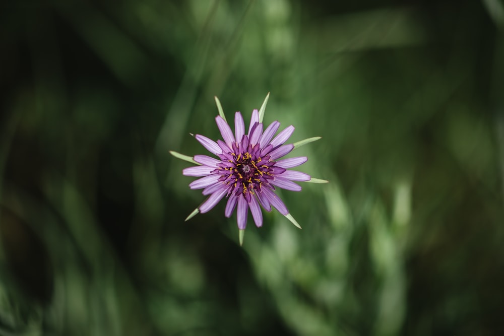 紫色の花の写真