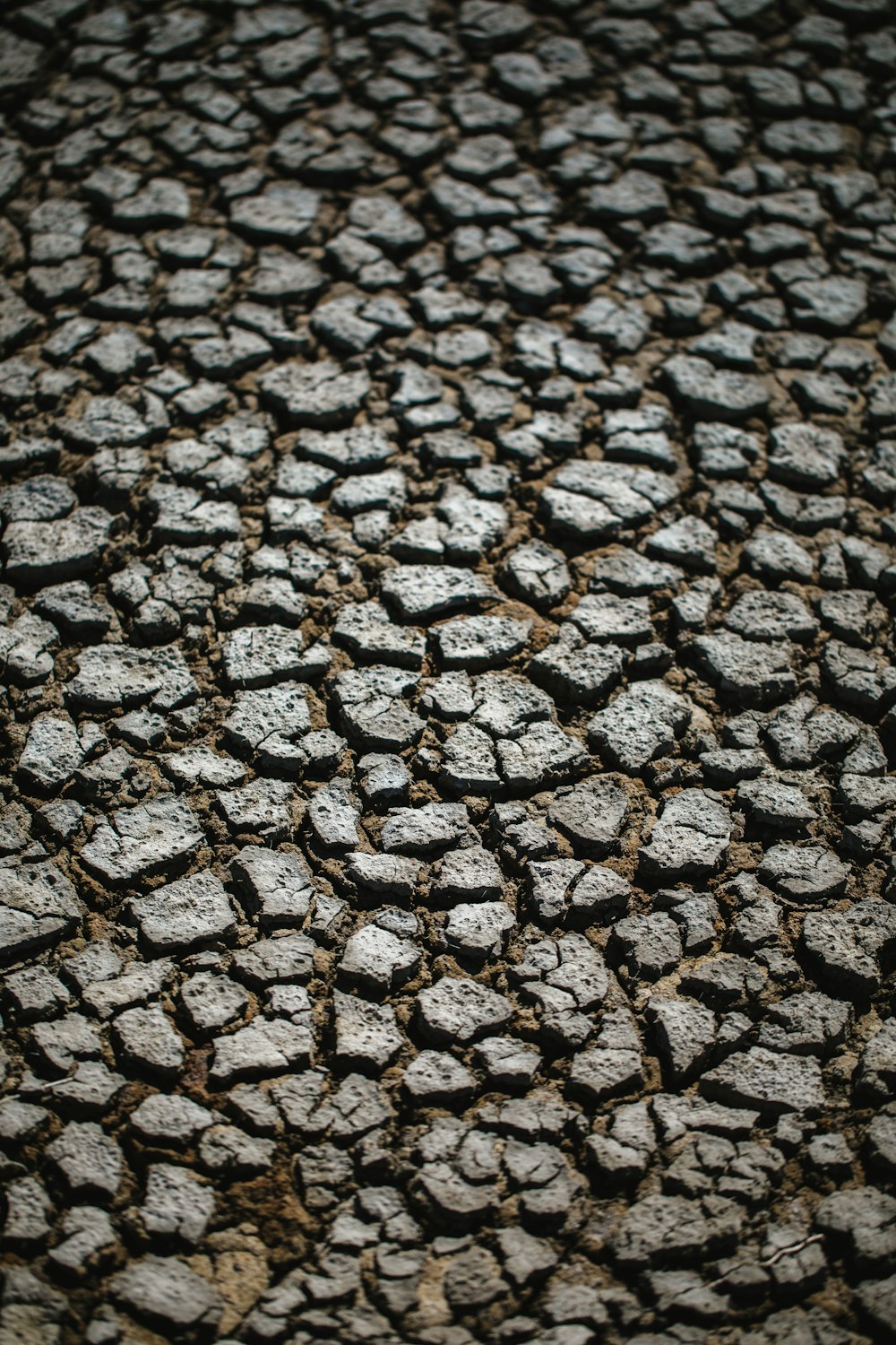 gray dried soil