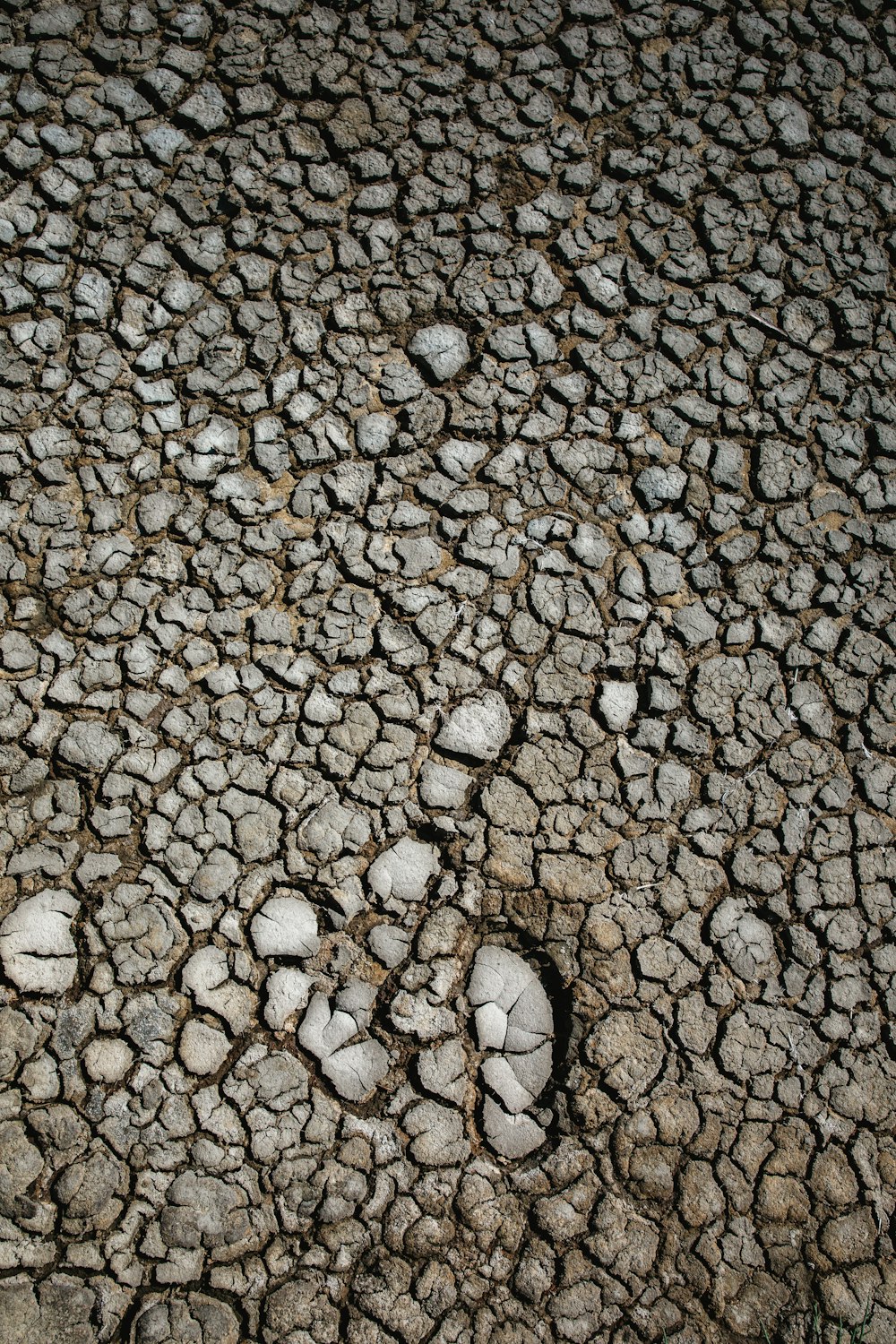 a bird is standing in the middle of a cracked road