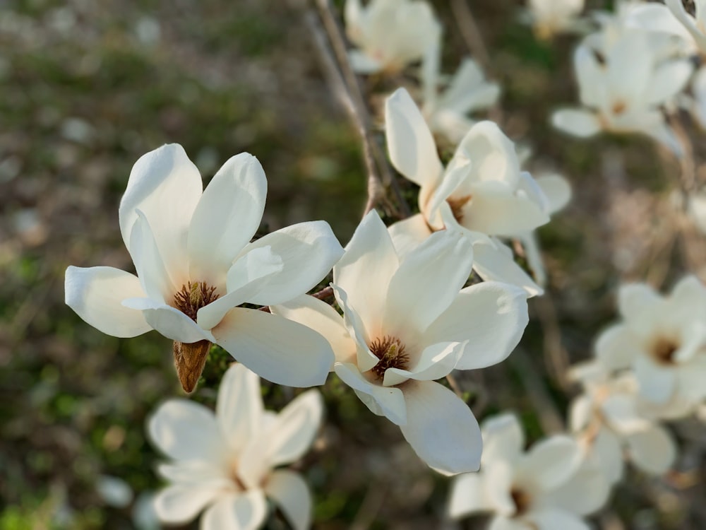 white petaled flowers