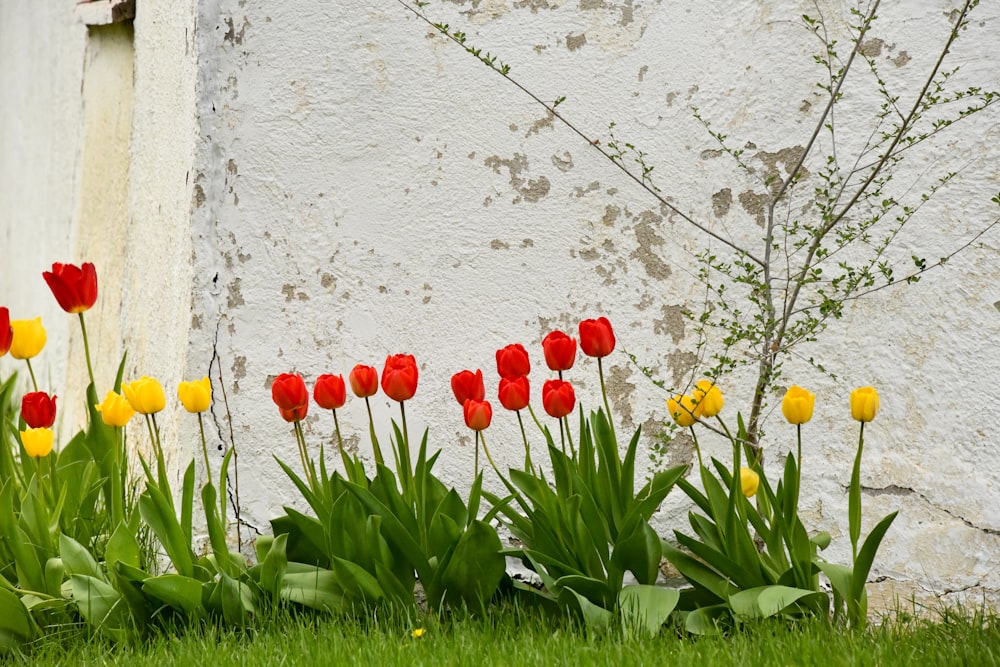 yellow and red tulips growing near wall