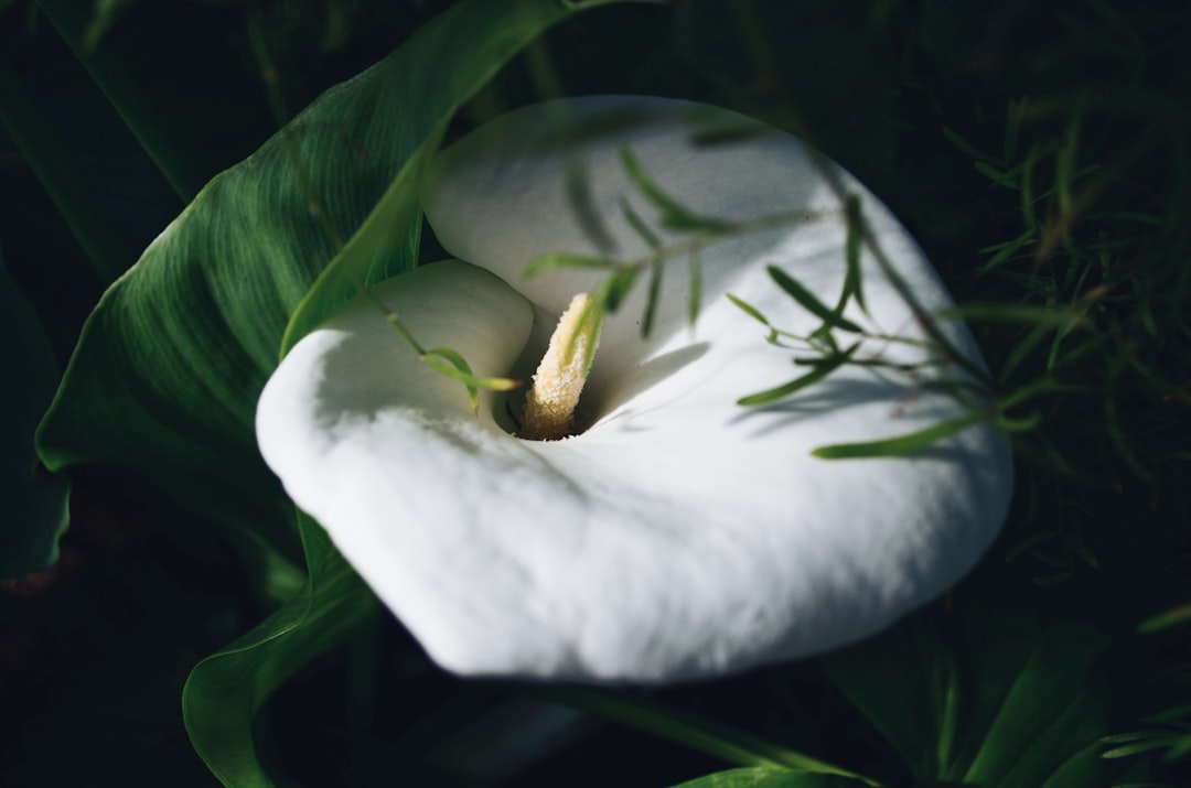 white lily flower