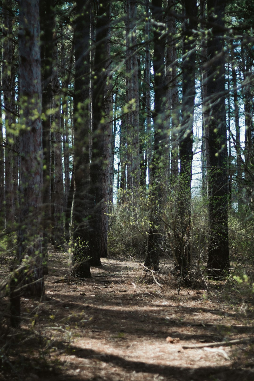 forest trees during daytime