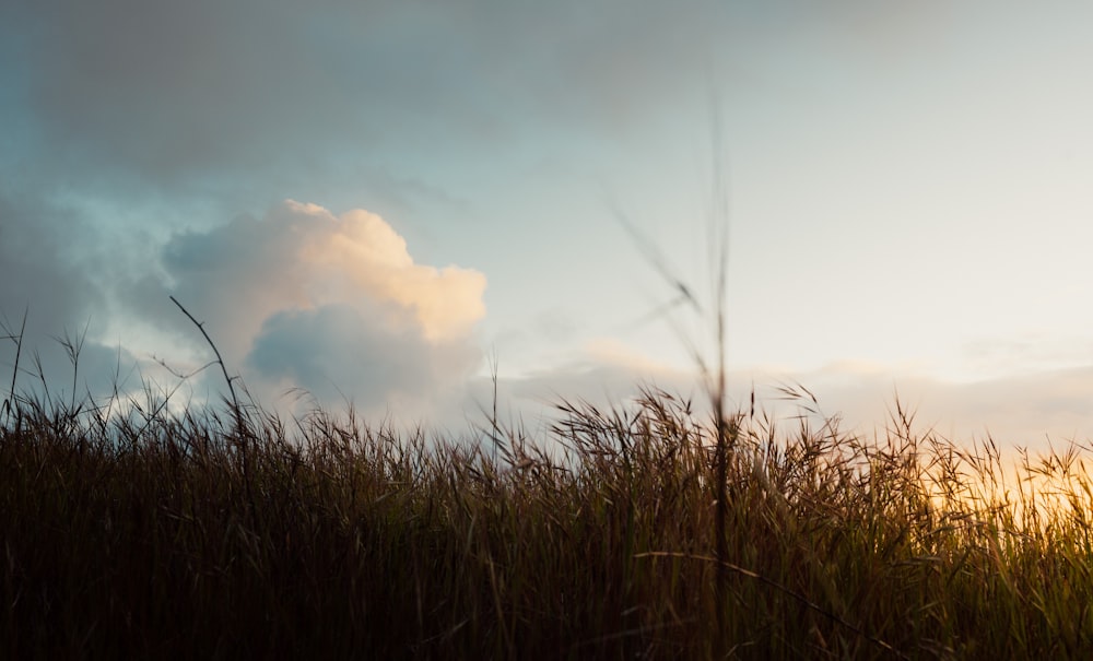 green grass across white clouds