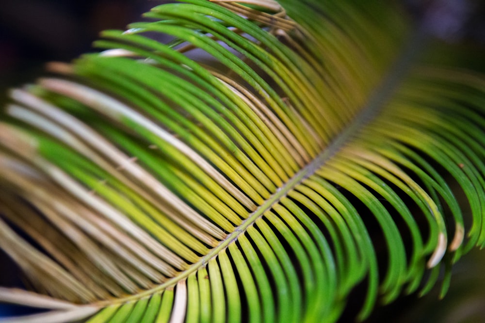 selective focus photography of green leaf