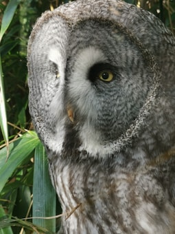 An owl with striking yellow eyes, surrounded by lush green foliage. The owl's feathers exhibit a mix of gray, white, and brown tones, creating a textured, natural appearance. Its intricate feather patterns and attentive gaze are prominent in the image.