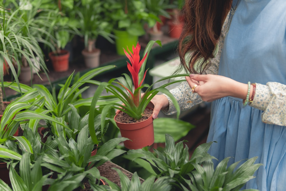 woman carrying green-leafed plant in pot