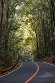 empty road under trees at daytime