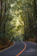 empty road under trees at daytime