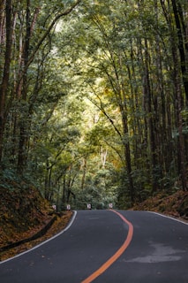empty road under trees at daytime