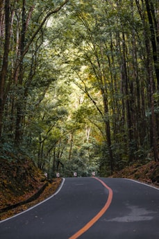 empty road under trees at daytime