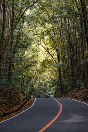 empty road under trees at daytime