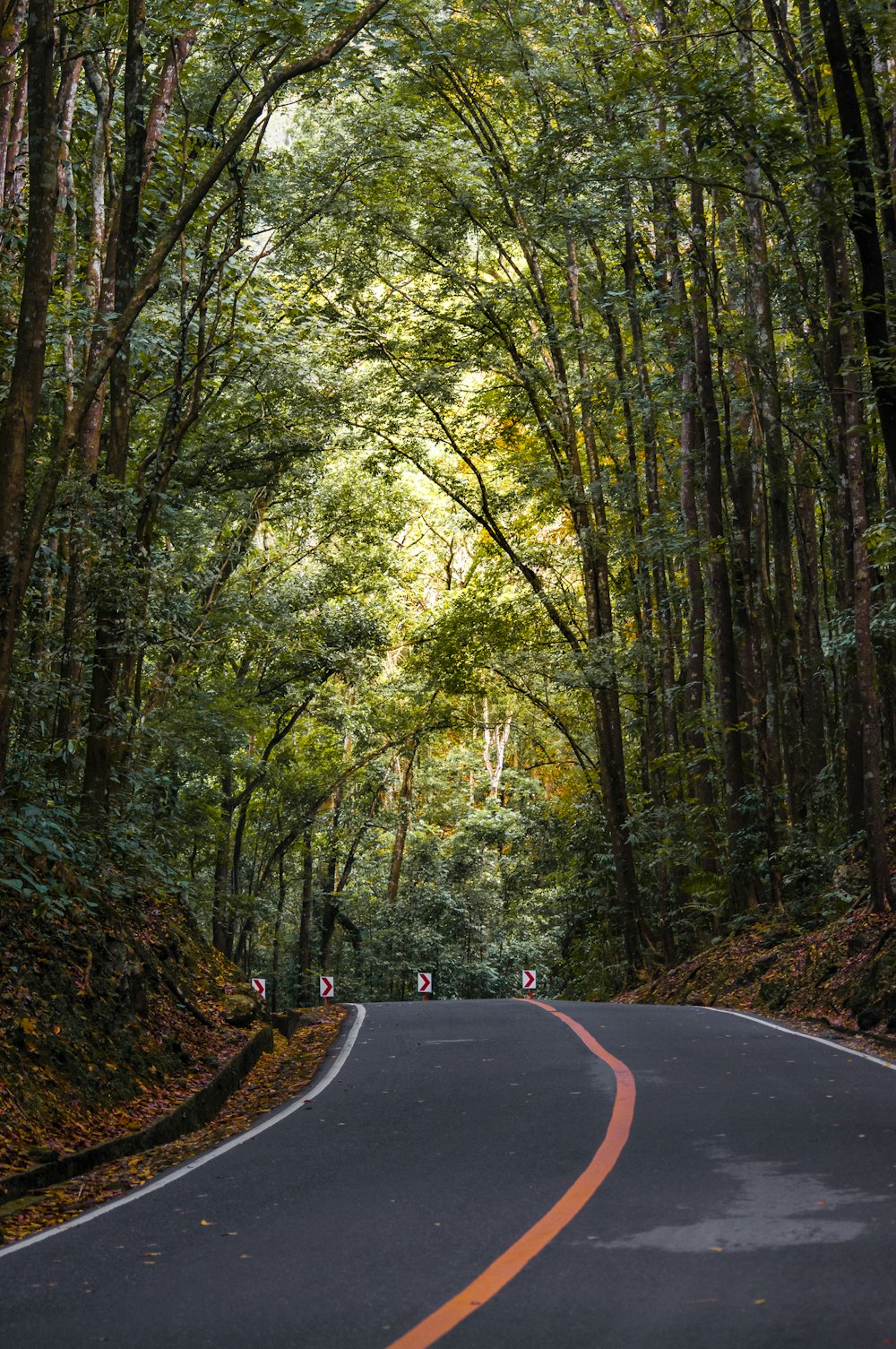 estrada vazia sob árvores durante o dia