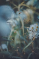 A serene nature scene captured in soft focus, emphasizing peaceful motion.