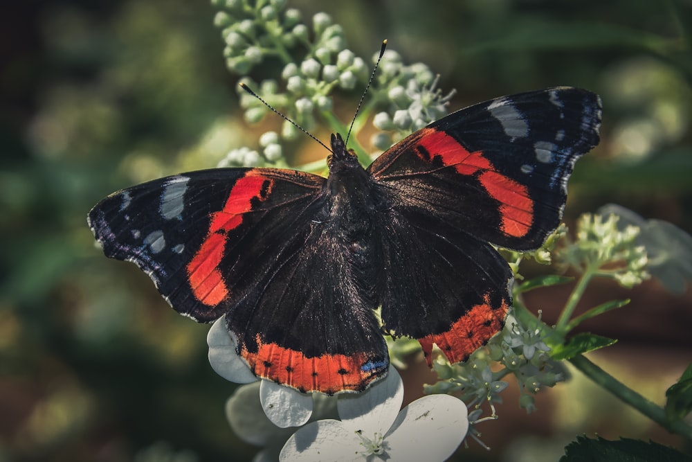 black and red butterfly close-up photo