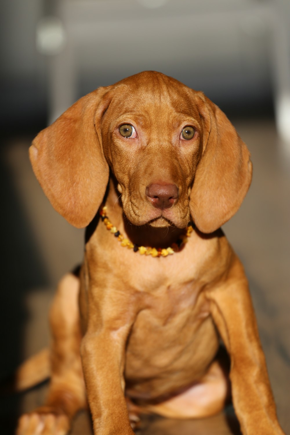 short-coated brown dog