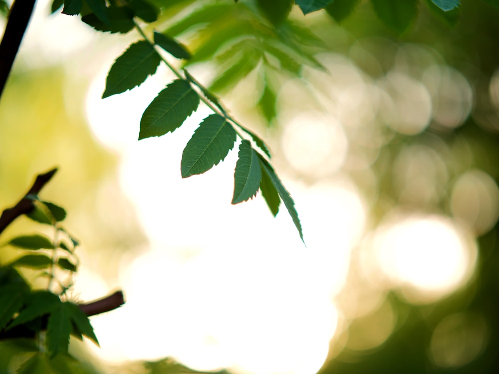 selective focus photography of green leaf