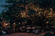 Outdoor dining setup under soft string lights surrounded by lush greenery.