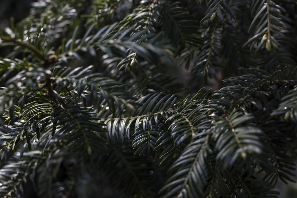 green leaf tree